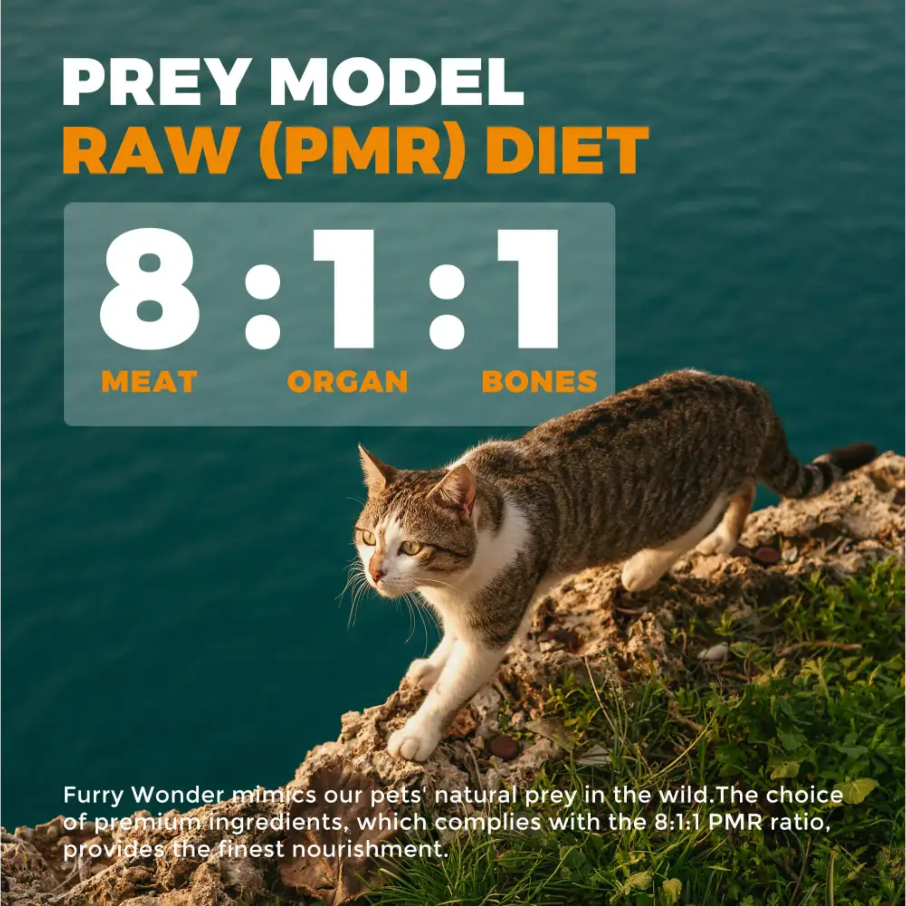 Premium Freeze-Dried Raw Cat Food - Furry Wonder Grow & Thrive Recipe | High-Protein, Grain-Free Nutrition for Kittens & Adult Cats | Perfect for Indoor, Outdoor & Picky Eaters