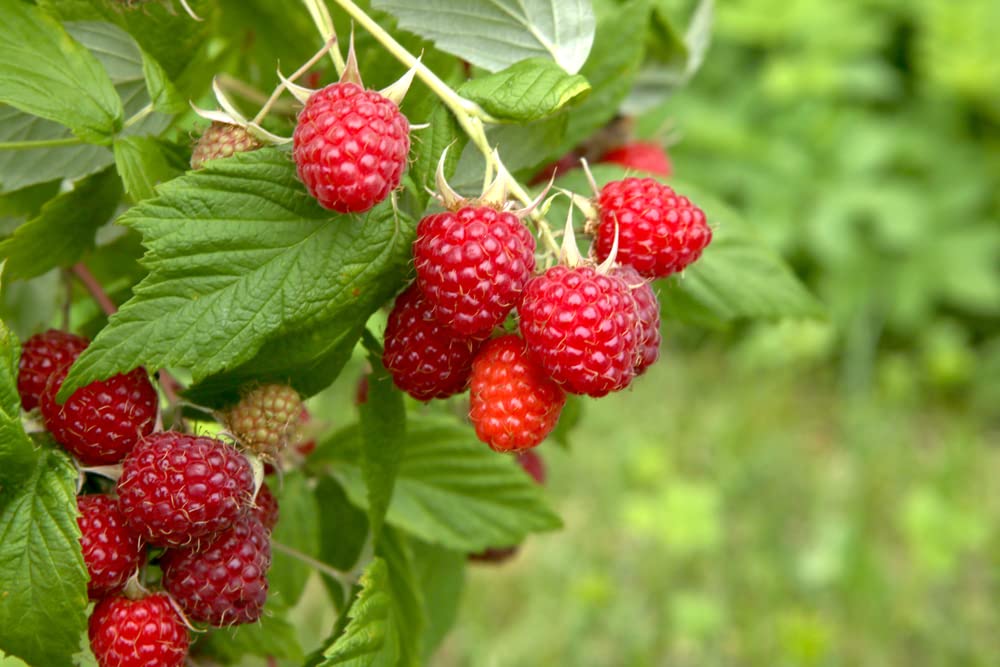 100 Heirloom Red Raspberry Seeds (Rubus idaeus) - Non-GMO European Raspberry Framboise for Home Garden Planting - Perfect for Jams, Baking & Fresh Eating
