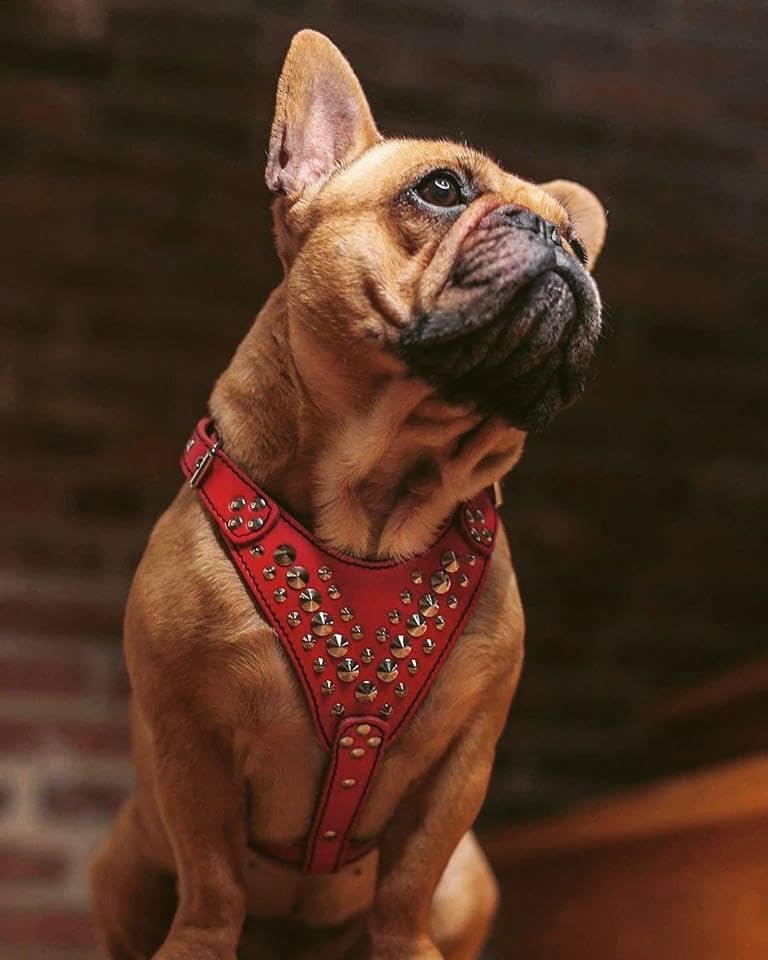 Bestia Star Studded Leather Dog Harness – Premium Adjustable Pet Harness for Small & Medium Dogs – Stylish & Durable for Walking, Training & Outdoor Adventures