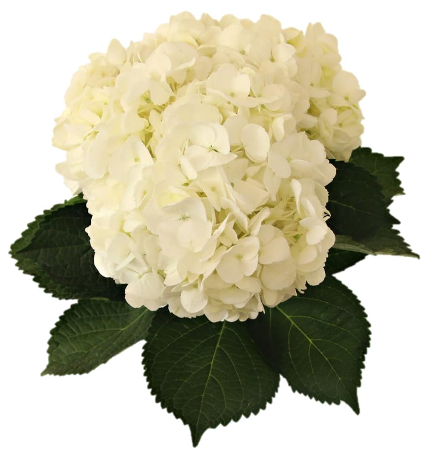 40 Fresh Cut Hydrangea Stems - Farm Direct White Hydrangeas for Bouquets & Wedding Decor - Fast Delivery for Floral Arrangements & Home Decor