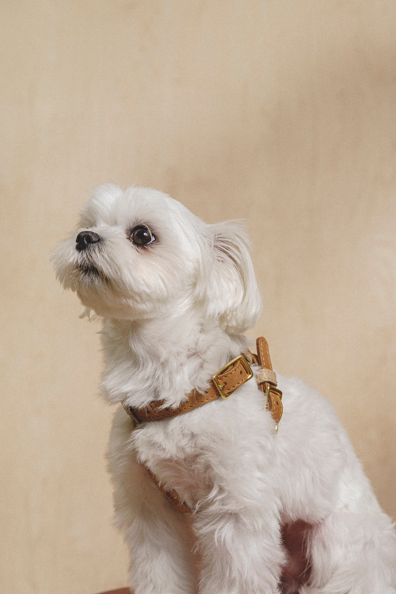 Walkony Pony Harness - Ginger & Beige Color - Perfect for Equestrian Training, Riding, and Horse Shows