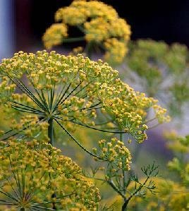 Dill Mammoth Long Island Herb Seeds - 1/4 Lb Bulk Pack by Seed Kingdom | Great for Pickling, Cooking & Home Gardening