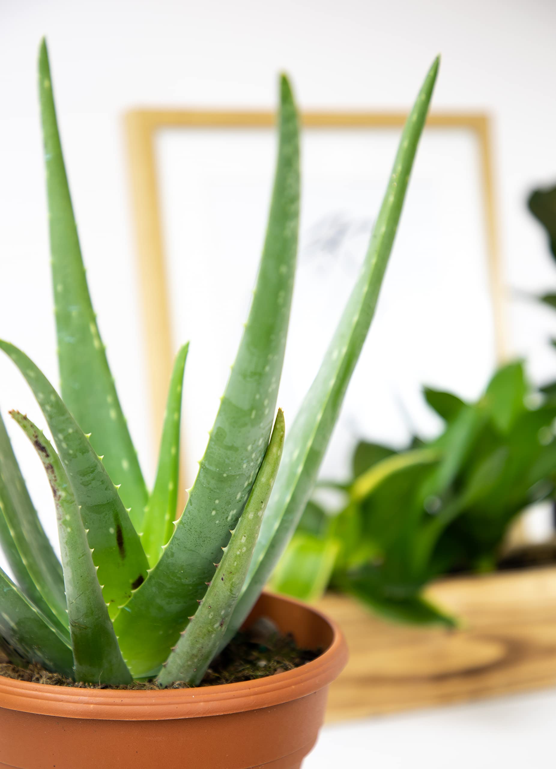 Live Aloe Vera Plant (6 inch) - Indoor Succulent Houseplant for Home, Office & Gifts | Air Purifying, Low Maintenance, Pet-Friendly by Plants for Pets
