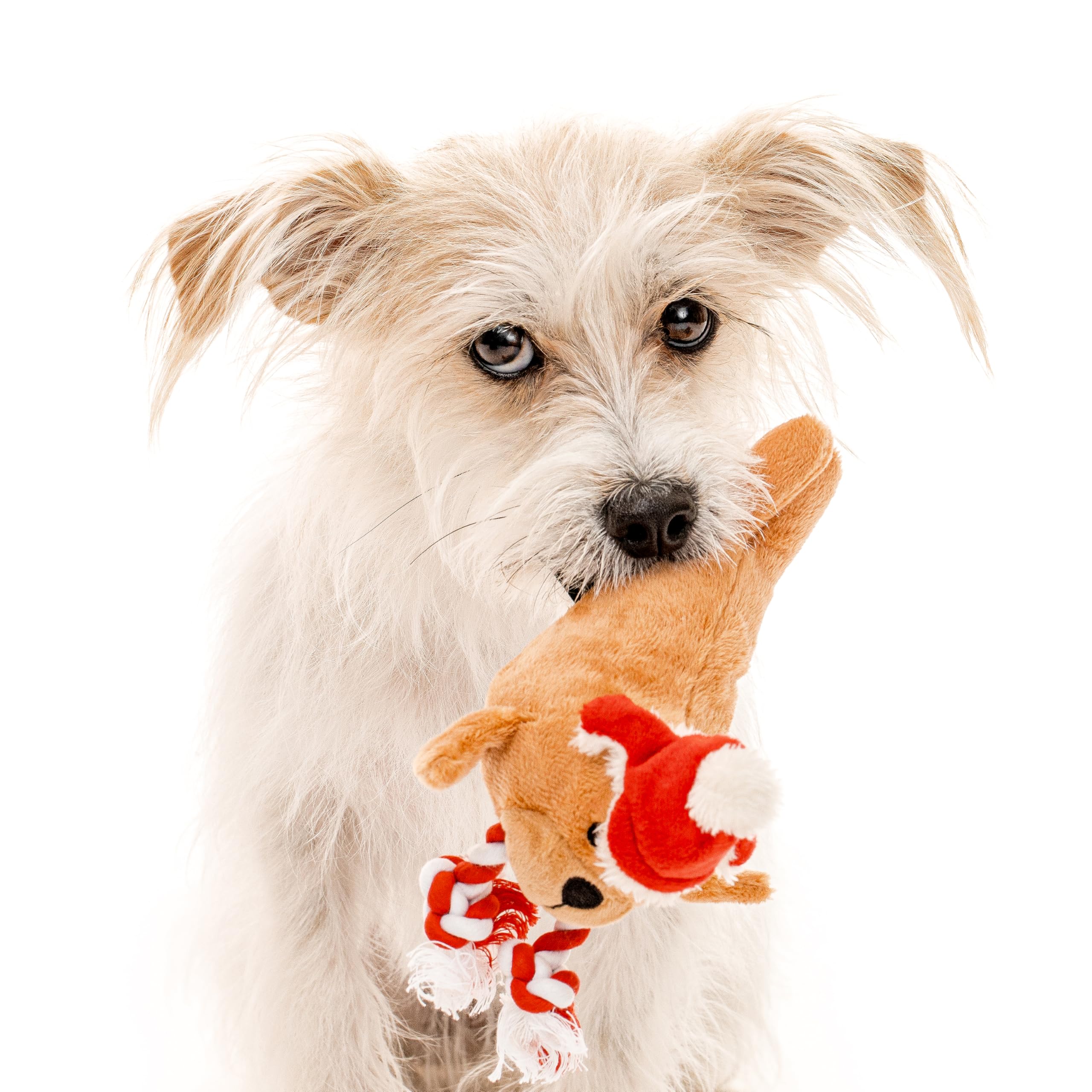Santa-Themed Dog Chew Toys - Small Plush Walter The Walrus for Puppies | Durable & Eco-Friendly Christmas Pet Gifts | Perfect for Stocking Stuffers, Holiday Playtime & Teething Relief