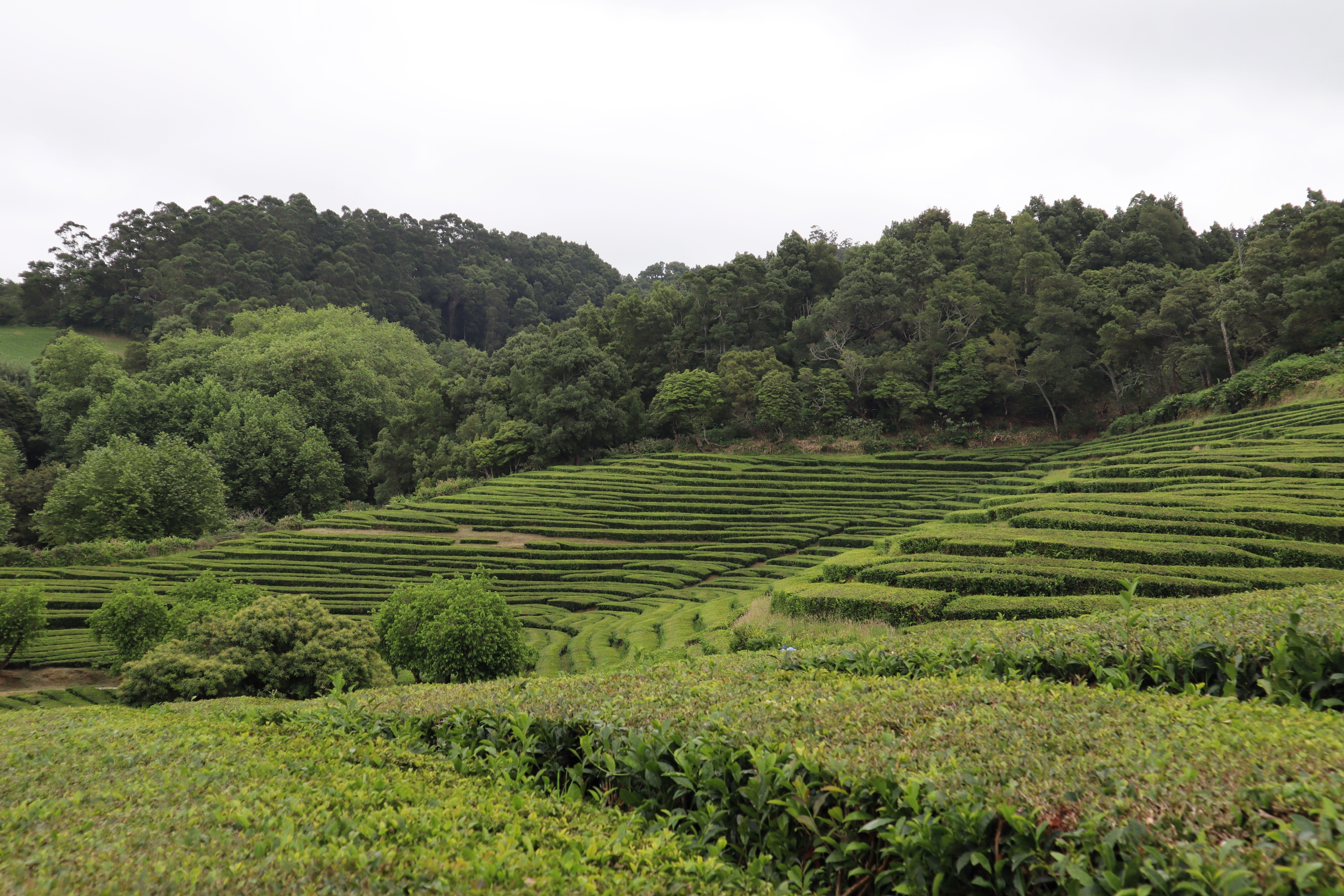 1 LB Bulk Tea Plant Seeds - Grow Fresh Black & Green Tea at Home | DIY Tea Garden Starter Kit for Indoor & Outdoor Planting | Perfect for Tea Lovers & Home Gardeners