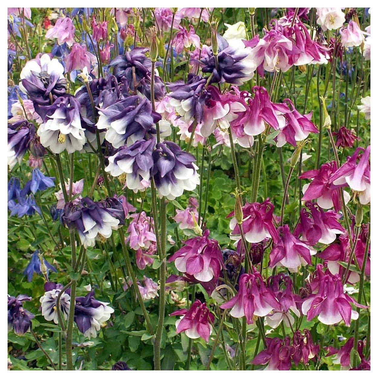 Everwilde Farms - 1 Lb Dwarf Columbine Wildflower Seeds (Aquilegia) - Gold Vault Packaging - Perfect for Cottage Gardens, Rock Gardens & Pollinator-Friendly Landscapes