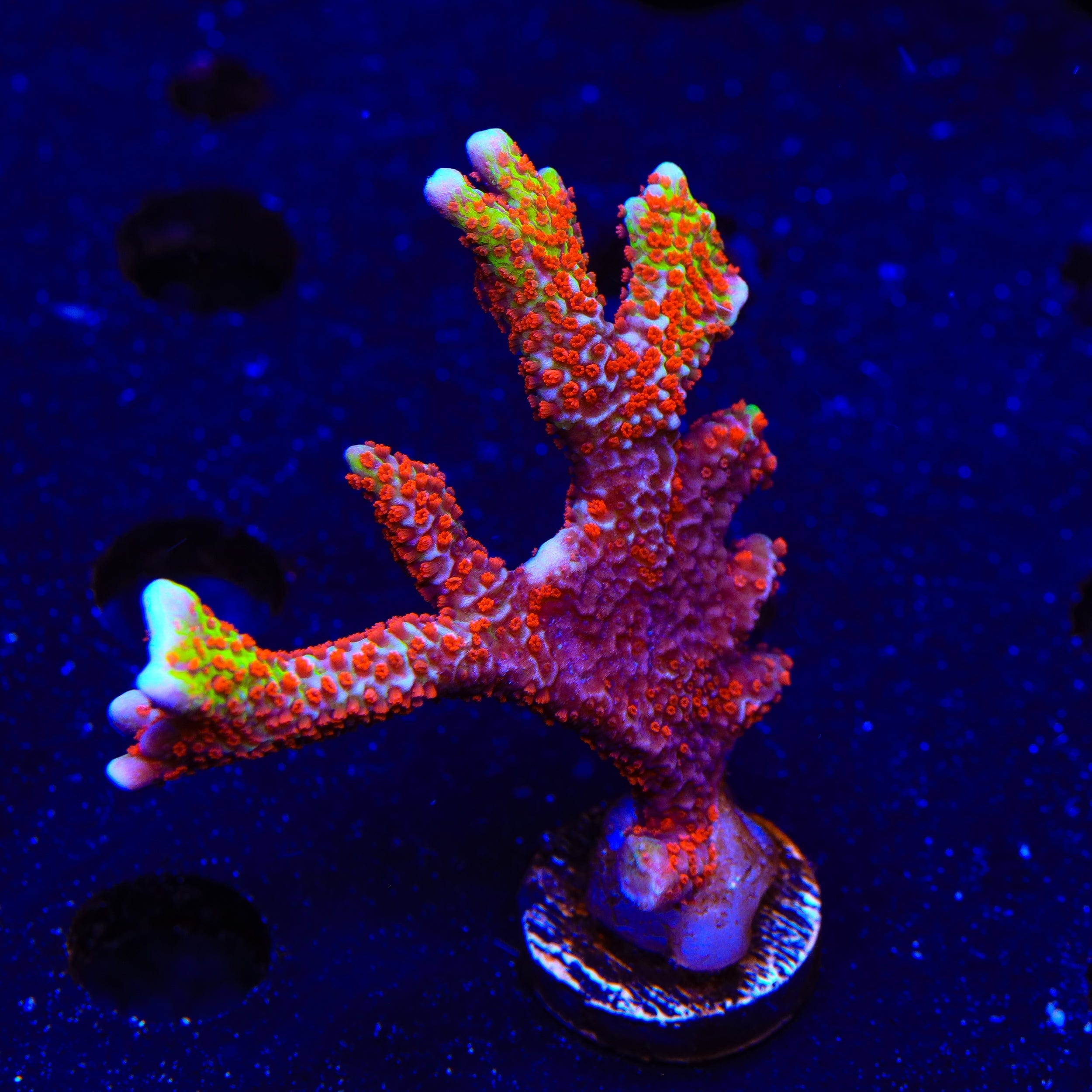Premium Bubblegum Digitata Montipora XL Frag Coral - Vibrant Pink Saltwater Aquarium Coral for Reef Tanks & Marine Aquascaping