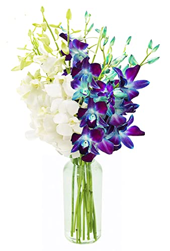 Blue and white orchid