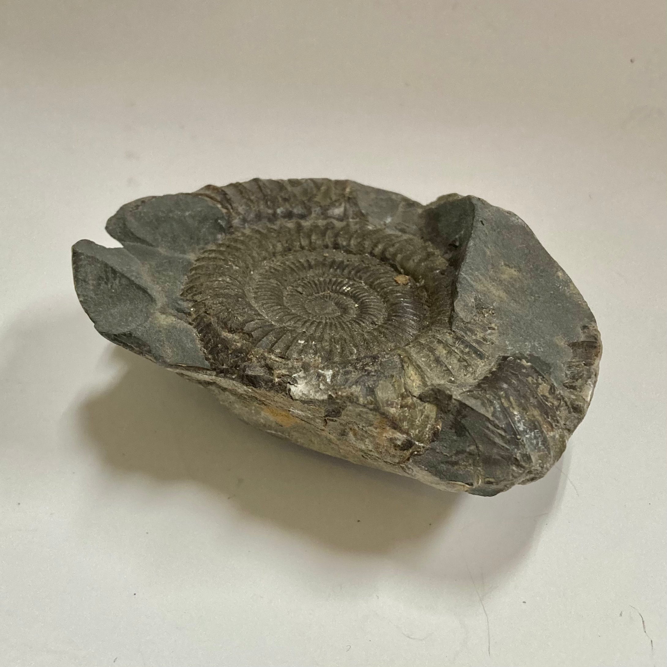 Authentic Ammonite Fossil - Dactylioceras sp. Specimen for Collectors, Home Decor & Educational Use | Perfect for Geology Enthusiasts, Classroom Display & Unique Gift Idea