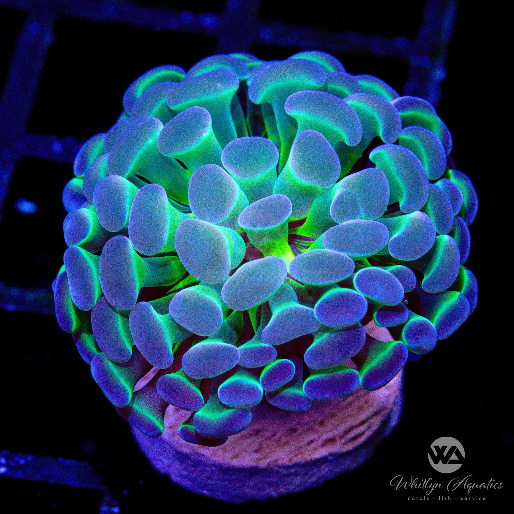 3D Holographic Hammer - Branching Hologram Tool for DIY, Construction & Home Improvement | Perfect for Gifts, Workshops & Science Demonstrations