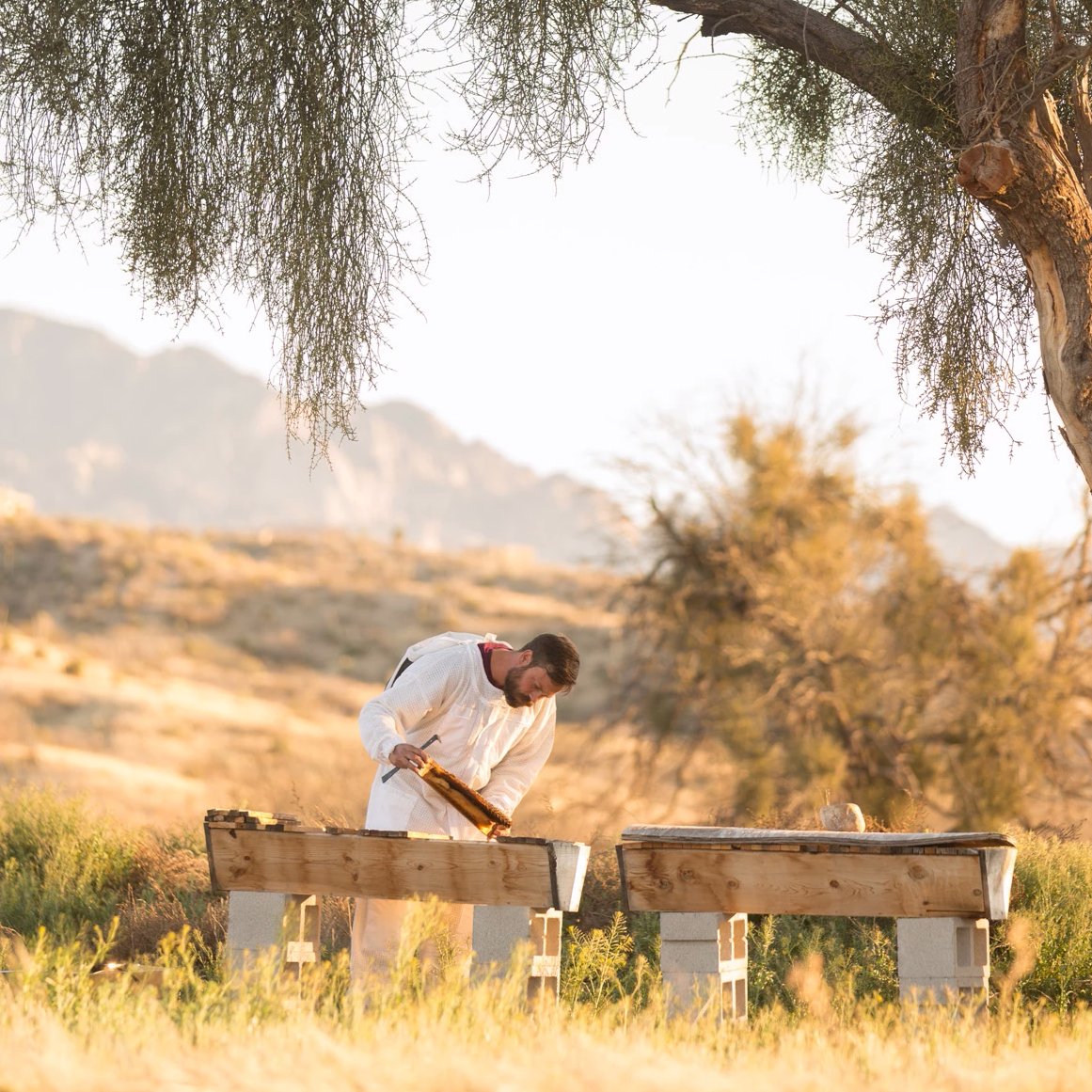 Organic Miraval Raw Honey - Pure, Unfiltered & Natural | Perfect for Tea, Baking & Healthy Recipes | 100% USA Sourced