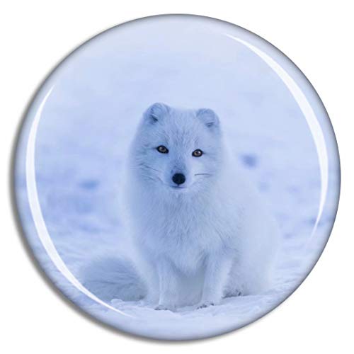 Iceland Arctic Fox