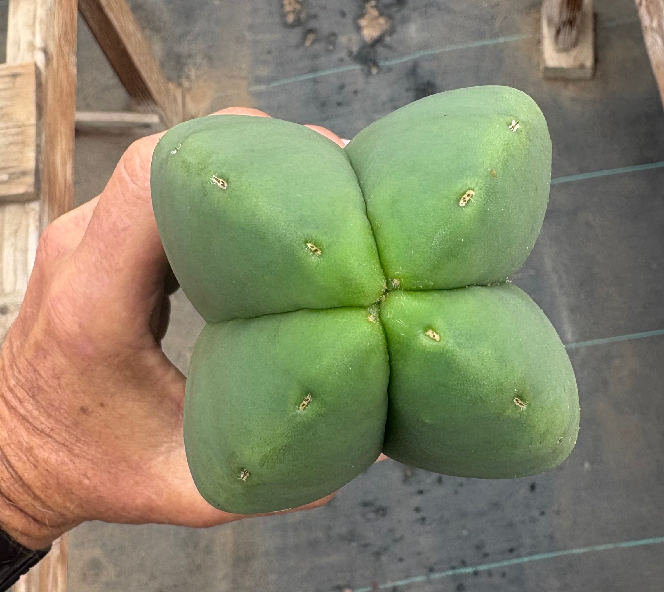 EC306 EXACT Trichocereus Scopulicola Scop Patrick Noll Cactus Cuttings for Sale | Rare Live Cactus Plants for Home Garden & Desert Landscaping