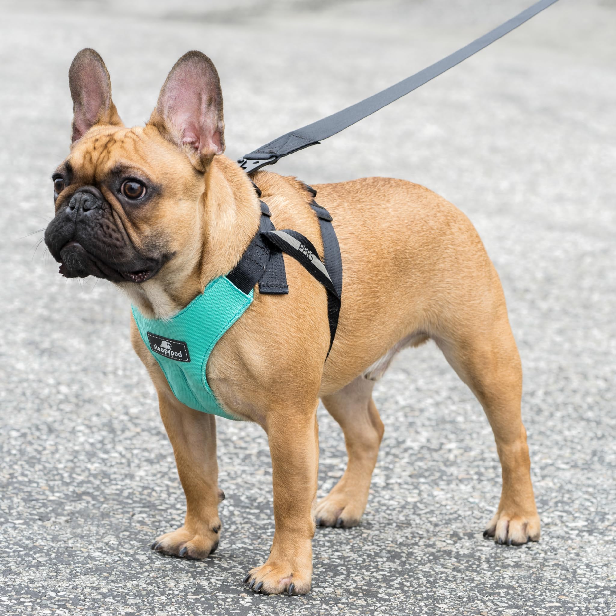 Clickit Sport Plus - Crash-Tested & Safety Certified Dog Car Seat Belt Harness - Medium Size, Robin Egg Blue - Secure Your Pet During Road Trips & Daily Commutes