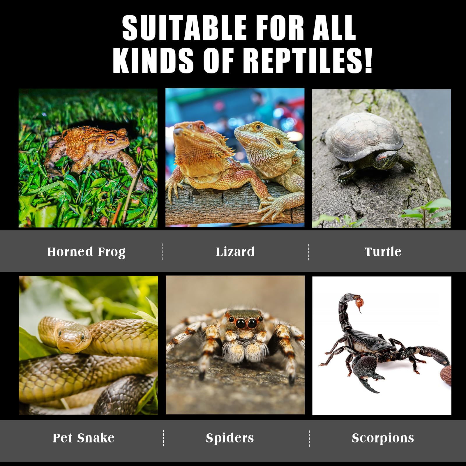 Premium Jumping Spider Terrarium - 4.7x4.7x7.9 Inch Glass Enclosure for Tarantulas, Reptiles & Hermit Crabs | Ideal for Pet Spiders, Small Reptiles & Micro Habitats | Perfect for Home, Office or Classroom Observation
