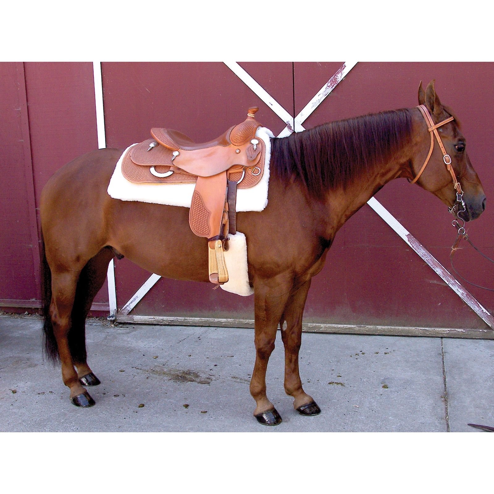 Toklat Cool Back Cinch Cover - Breathable & Comfortable Saddle Pad for Horses - Perfect for Trail Riding, Training & Show Jumping