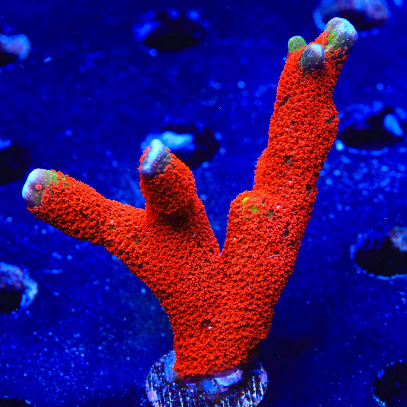 Premium Forest Fire Digitata Montipora Coral for Saltwater Aquariums - Vibrant Red & Orange SPS Coral for Reef Tanks, Coral Frags, and Marine Aquascaping