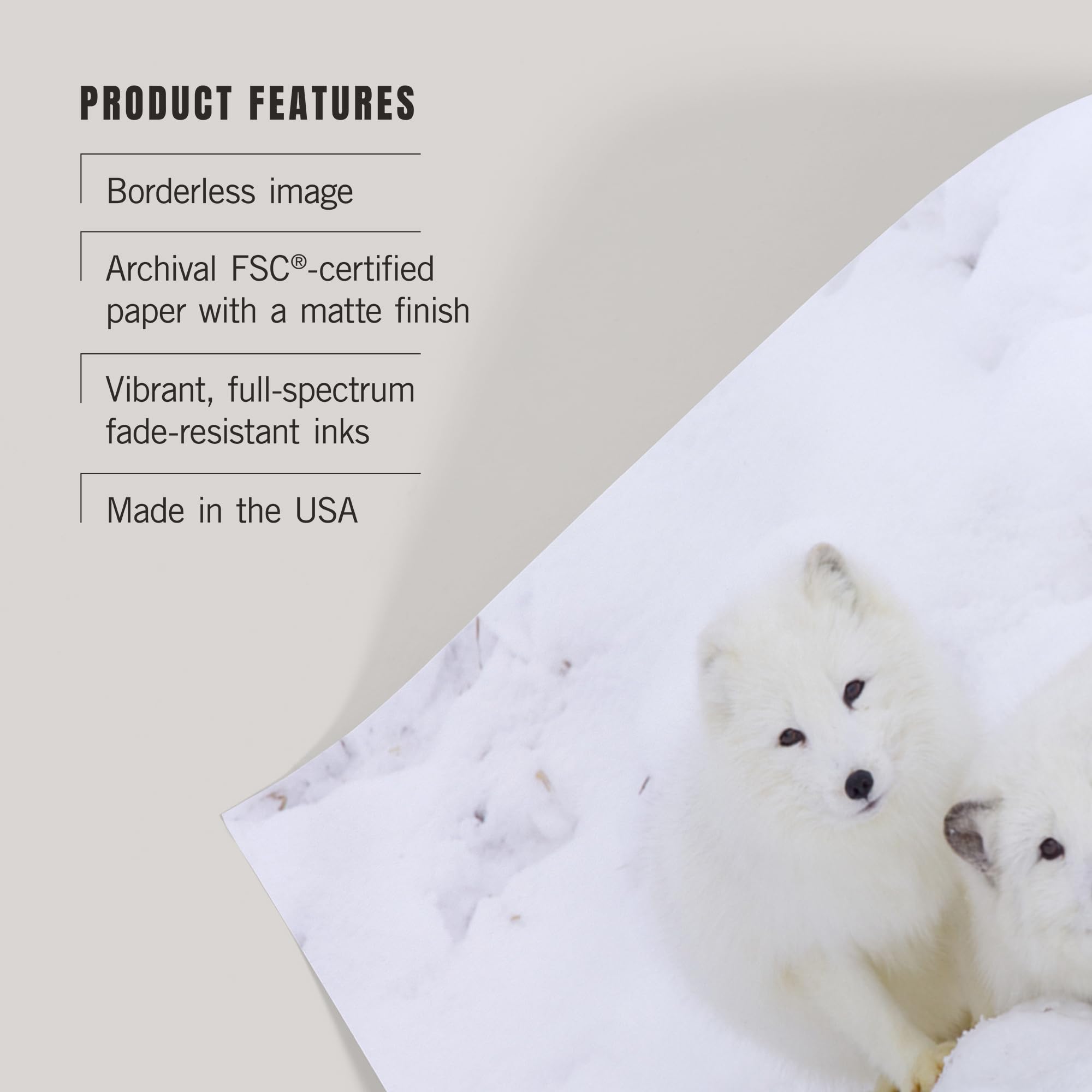 Lantern Press 16x24 Inch Giclee Art Print - Arctic Fox Wall Decor | Premium Canvas Painting for Living Room, Bedroom & Office
