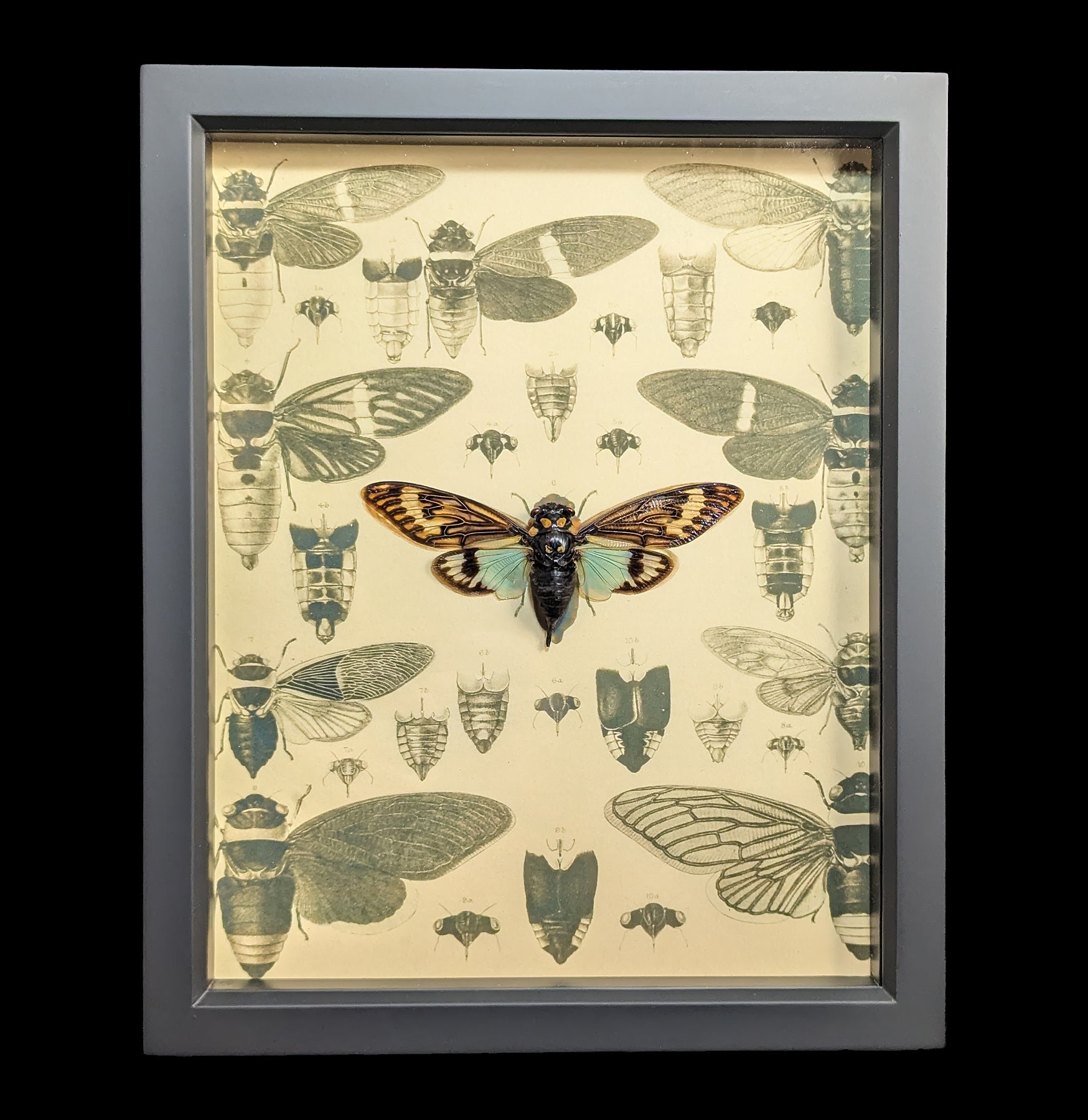 Authentic Cicada Specimen Display - Educational Natural History Collection for Science Classrooms & Home Decor
