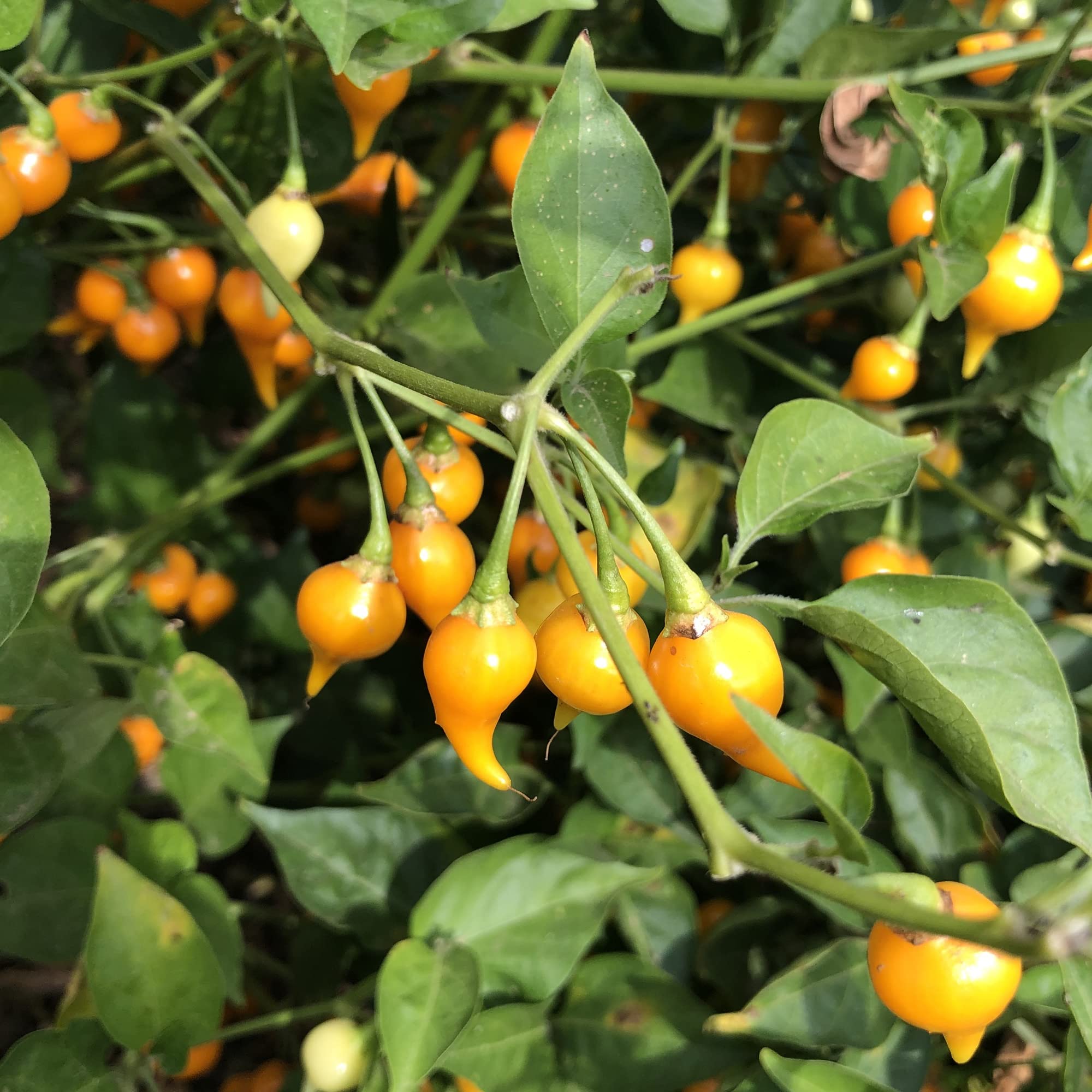 Biquinho Yellow Hot Pepper Seeds - 4 Oz ~20,000 Seeds - Non-GMO Heirloom Vegetable Garden Seeds - Capsicum Annuum - Perfect for Home Gardening, Salsa Making, and Spicy Cooking