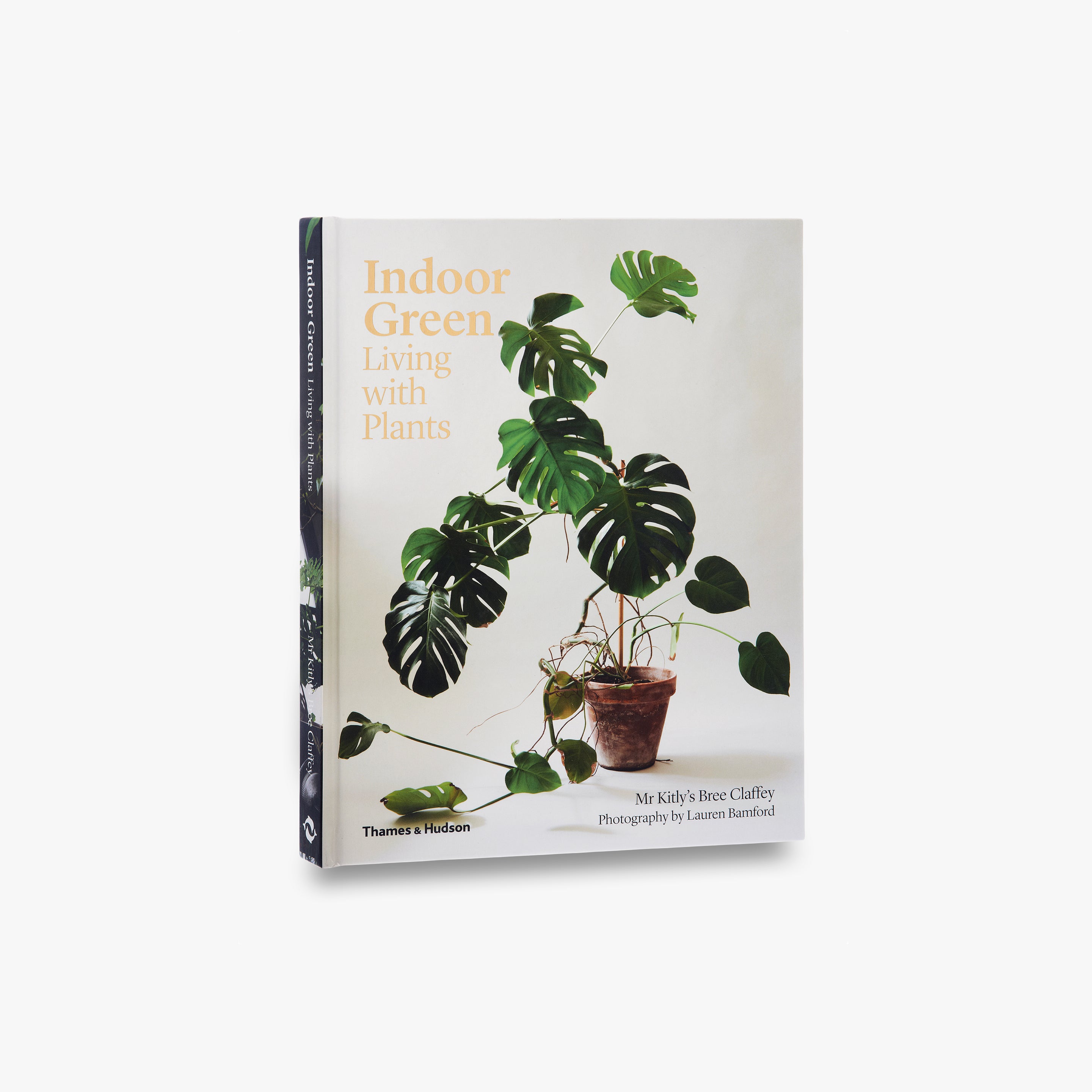 Indoor Green Plants for Home & Office Decor - Perfect for Living Room, Bedroom, and Workspace