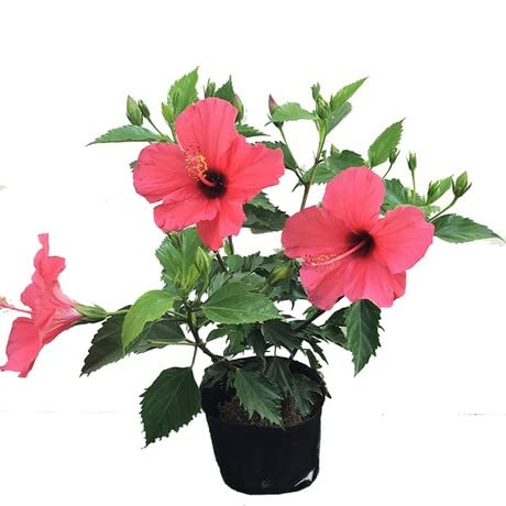 Rare Hibiscus Flower Plant - Healthy & Vibrant Tropical Flower for Home Garden, Landscaping, and Indoor Decor