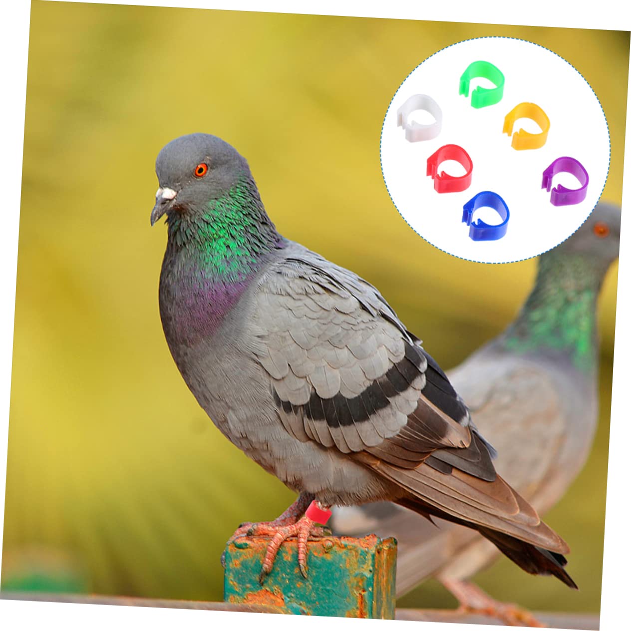 YARNOW 100pcs Plastic Pigeon Foot Rings - Bird Leg Bands for Parrots, Chickens, Doves & Parakeets - Clip-On Leg Rings for Easy Identification & Tracking - Perfect for Poultry Farming, Bird Shows & Pet Owners