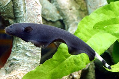 Black Ghost Knife Fish - Exotic Freshwater Aquarium Fish for Home & Office Tanks | Perfect for Tropical Fish Enthusiasts & Aquatic Decor