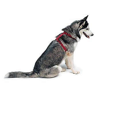 Adjustable Nylon Dog Harness - 3/4