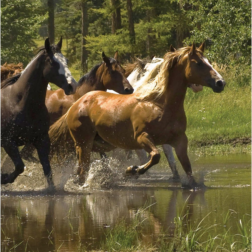 Colorful Running Horse Design Cocktail Napkins - 50-Pack Disposable Party Napkins for Weddings, Birthdays & Cocktail Events