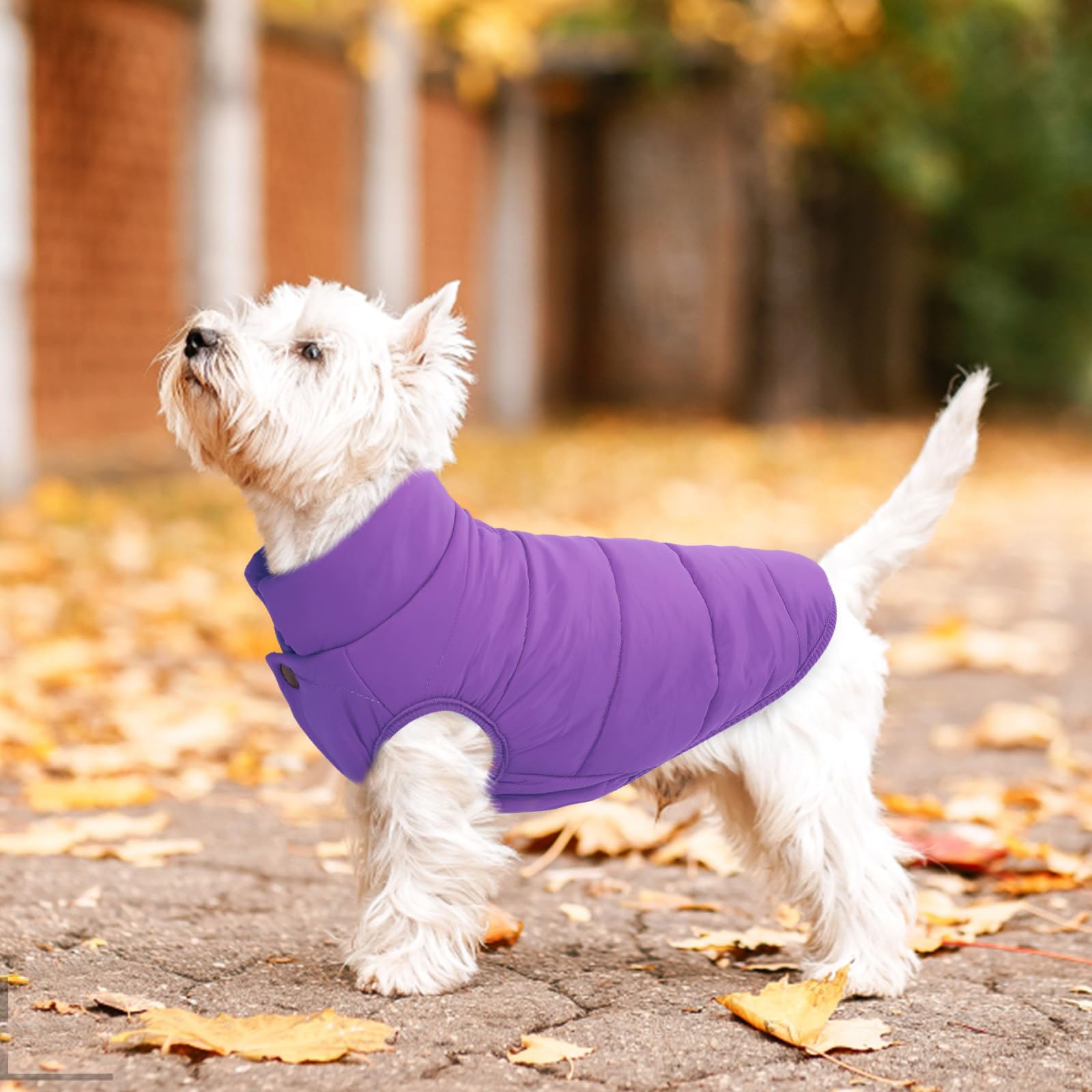 ASENKU Windproof & Waterproof Dog Winter Coat - Fleece Lined Warm Dog Jacket Vest for Small Medium Large Dogs - Cold Weather Pet Apparel (Purple, Size L) - Perfect for Outdoor Walks, Hiking & Winter Adventures