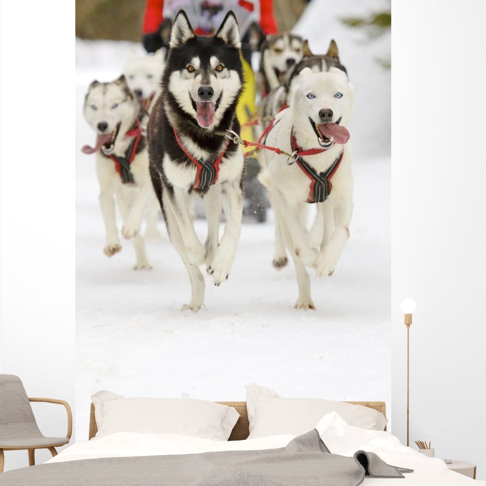 Wallmonkeys Sled Dogs Wall Mural - Peel and Stick Animal Graphics (72