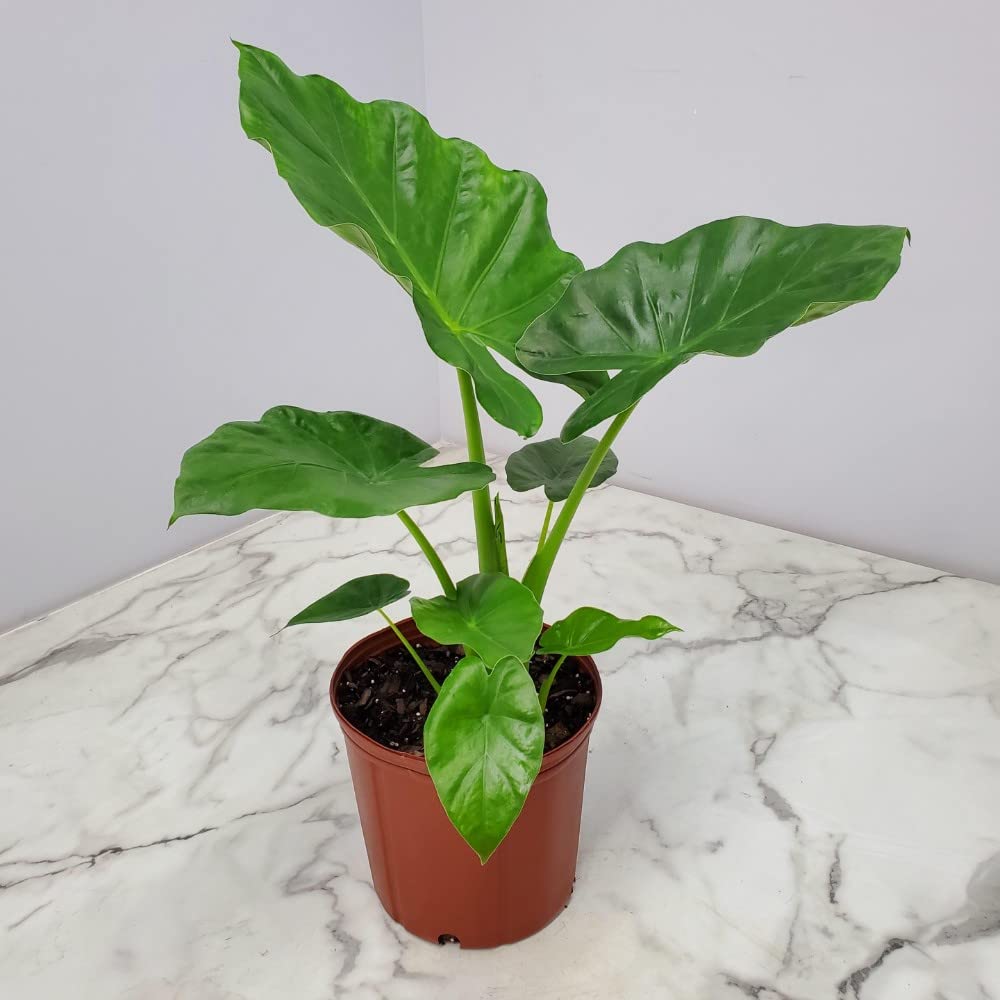 Alocasia Borneo Giant Elephant Ear Plant - Large Tropical Foliage Houseplant in 3 Gallon Pot (28-34