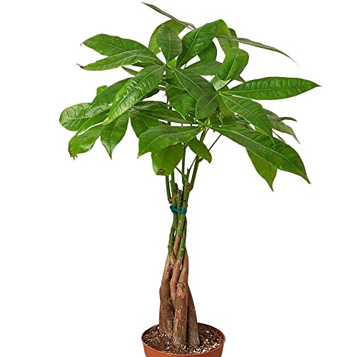 Money Tree Guiana Chestnut Pachira Braid