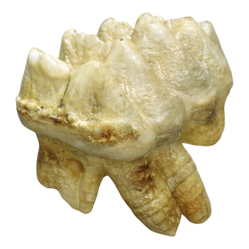 Authentic Mastodon Molar Fossil Replica - Perfect for Paleontology Enthusiasts, Science Classrooms & Unique Home Decor