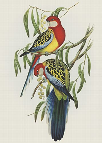 Rosehill Parakeet Birds Naturalist John Gould Counted Cross Stitch Pattern