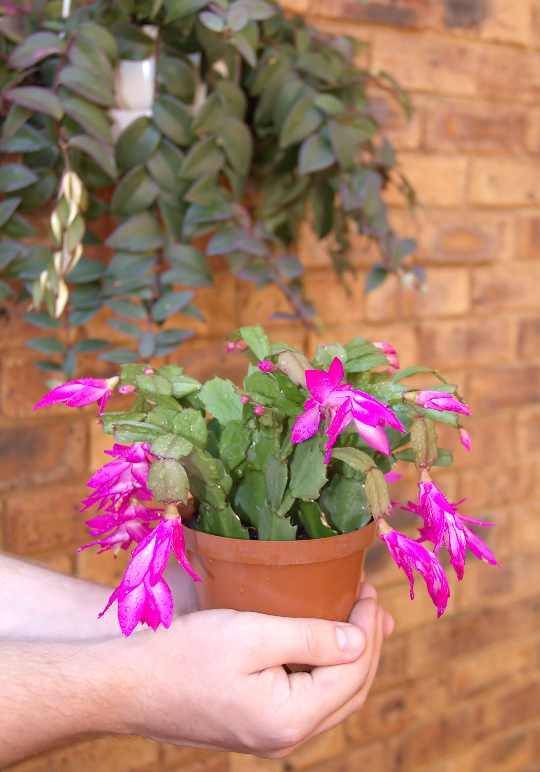 Christmas Cactus Plants (Schlumbergera Bridgesii) - 5 Live Indoor Tropical Succulents in 4 Inch Pots - Perfect for Home Decor, Office Plants & Holiday Gifts