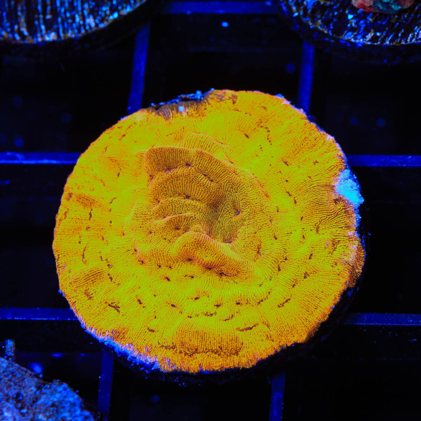 24K Gold Leptoseris Coral for Saltwater Aquariums - Vibrant Marine Coral for Reef Tanks & Nano Aquascaping | Perfect for Beginners & Advanced Hobbyists