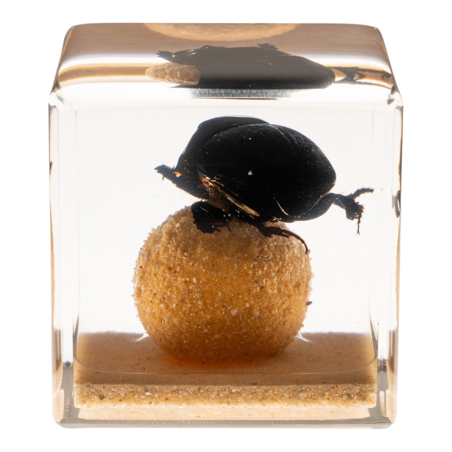 Real Dung Beetle Specimen Encased in Clear Acrylic Cube - Unique Science Display & Educational Insect Collection for Home Decor, Classroom, or Office