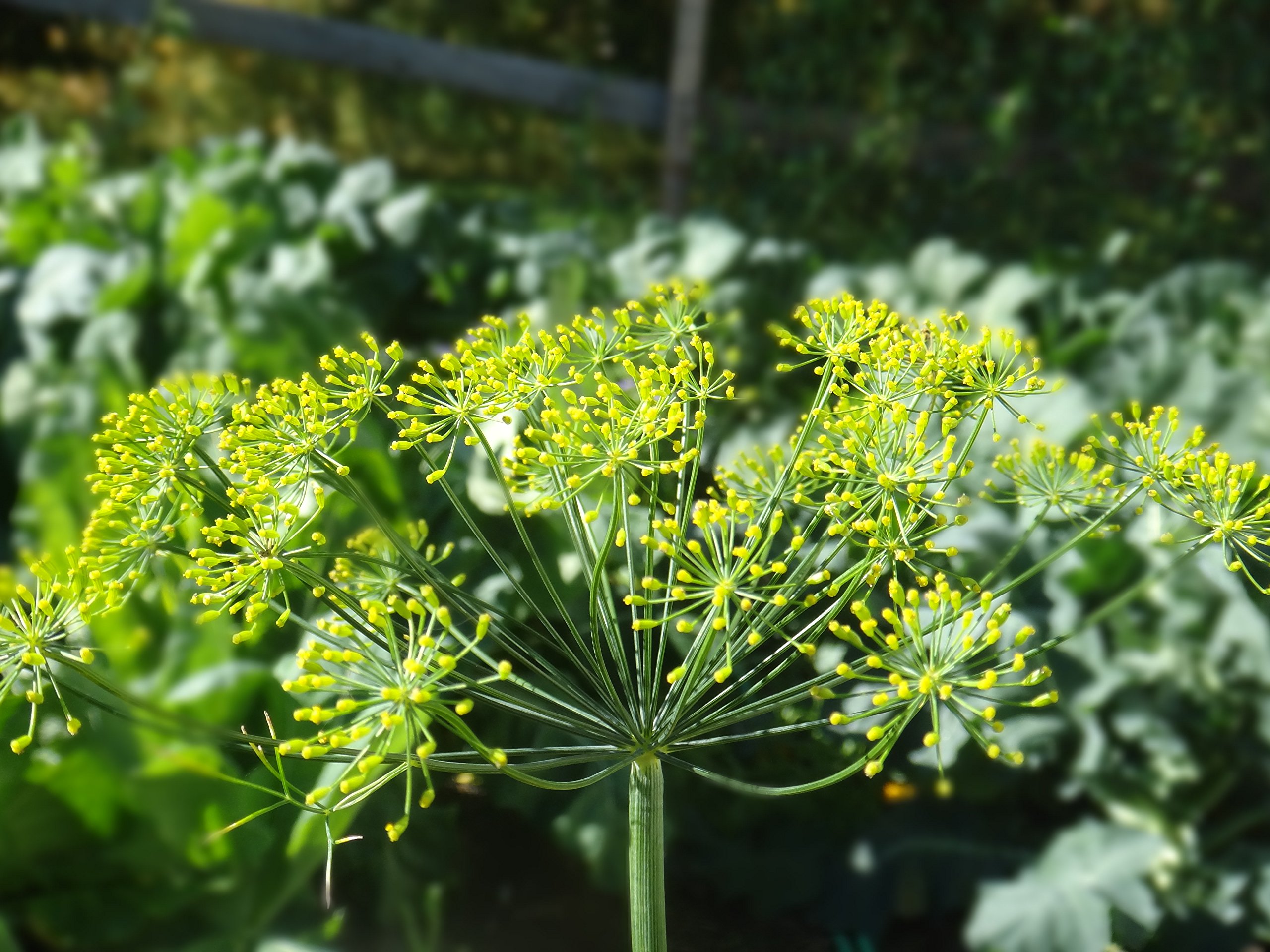 Cool Beans N Sprouts Bouquet Dill Seeds - 50 Count Pack for Home Gardening | Perfect for Herb Gardens, Container Planting & Fresh Culinary Use