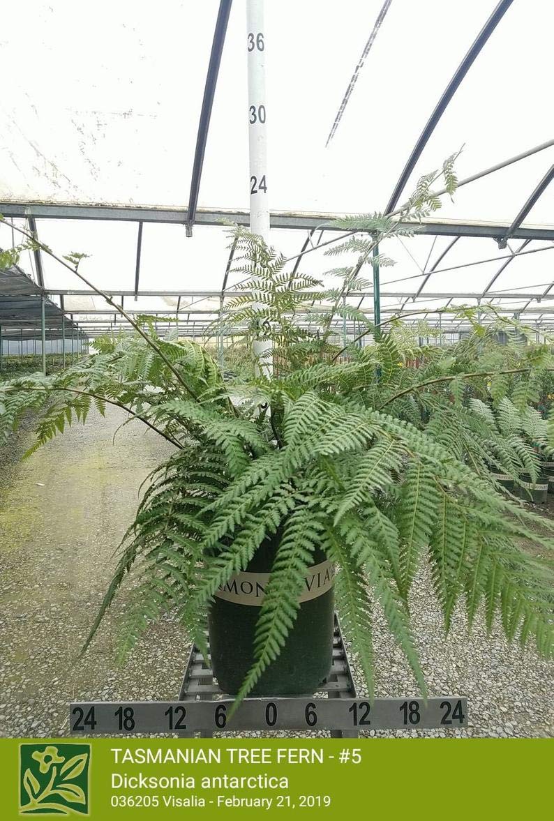 Live Tasmanian Tree Fern (Dicksonia Antarctica) - Hardy Indoor/Outdoor Fern Plant for Shade Gardens & Tropical Landscaping
