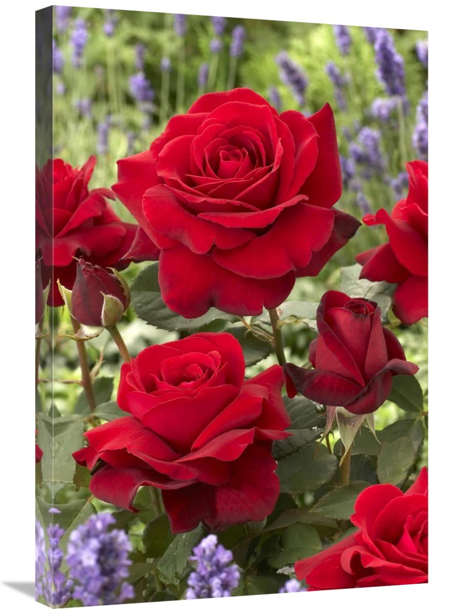 20 x 30 Inch Rose Flowers Wall Art Print - Vintage Floral Canvas Painting for Living Room, Bedroom & Office Decor | Visionspictures