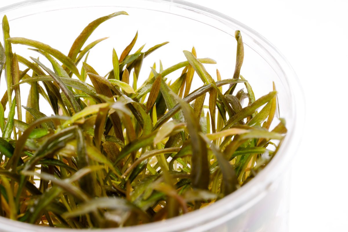 Cryptocoryne Mi Oya Aquatic Plant - Live Freshwater Aquarium Plant for Fish Tanks, Ponds & Aquascaping | Easy Care & Low Light Requirements