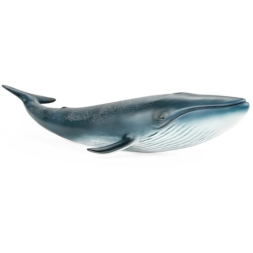 Blue Whale