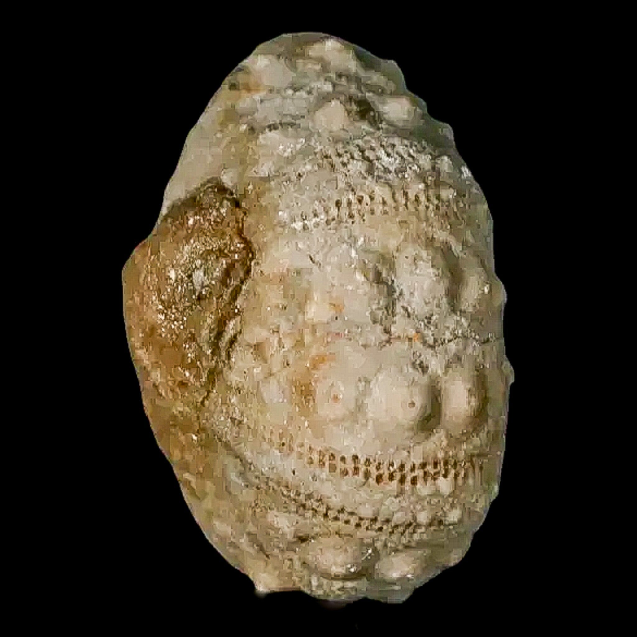 26MM Detailed Fossil Conopygus Sea Urchin Echinoid from Cretaceous Period - Authentic Morocco Fossil for Collectors, Education & Home Decor