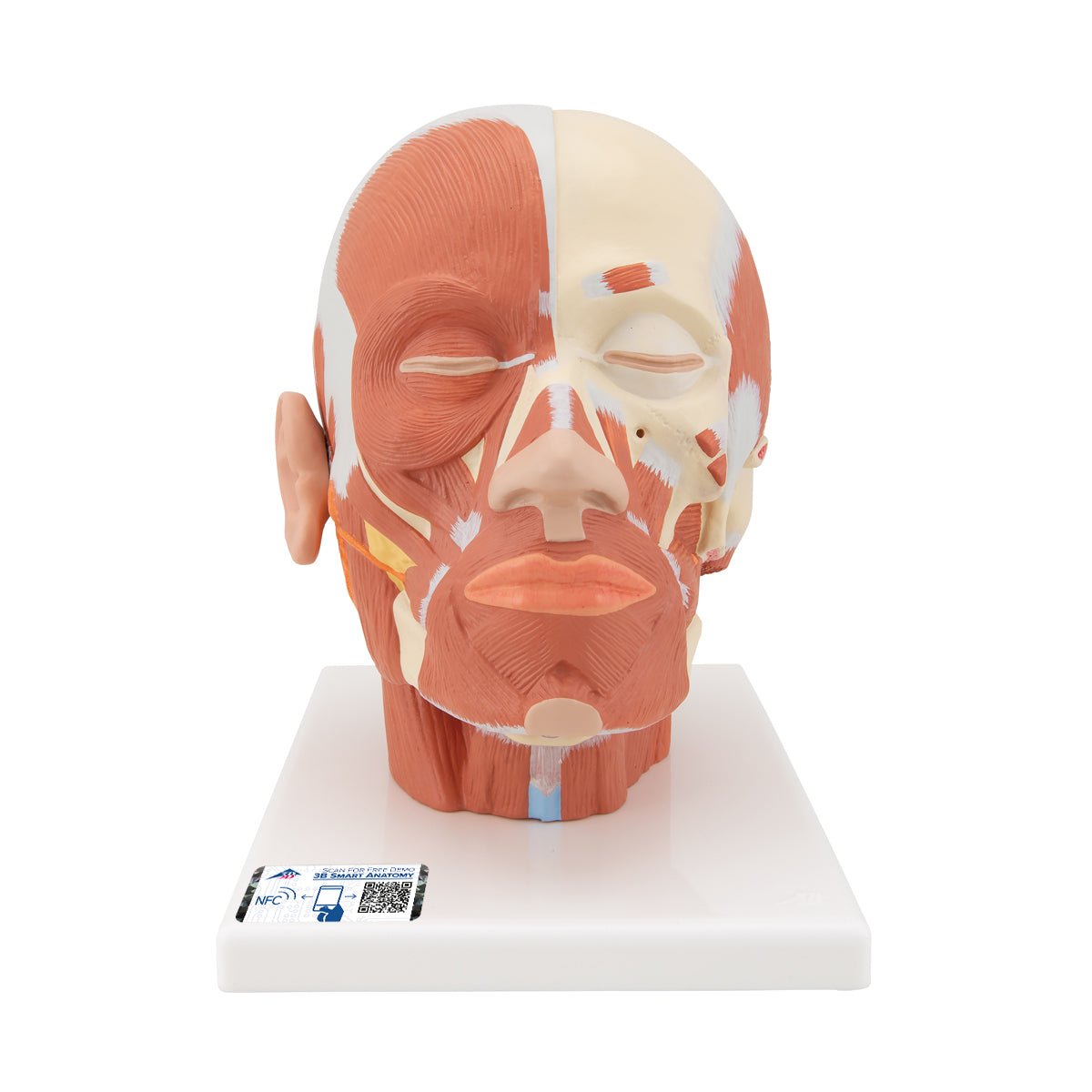 Human Head and Neck Musculature Anatomy Model - Detailed Medical Study Tool for Students & Professionals | Perfect for Classroom, Lab & Healthcare Training