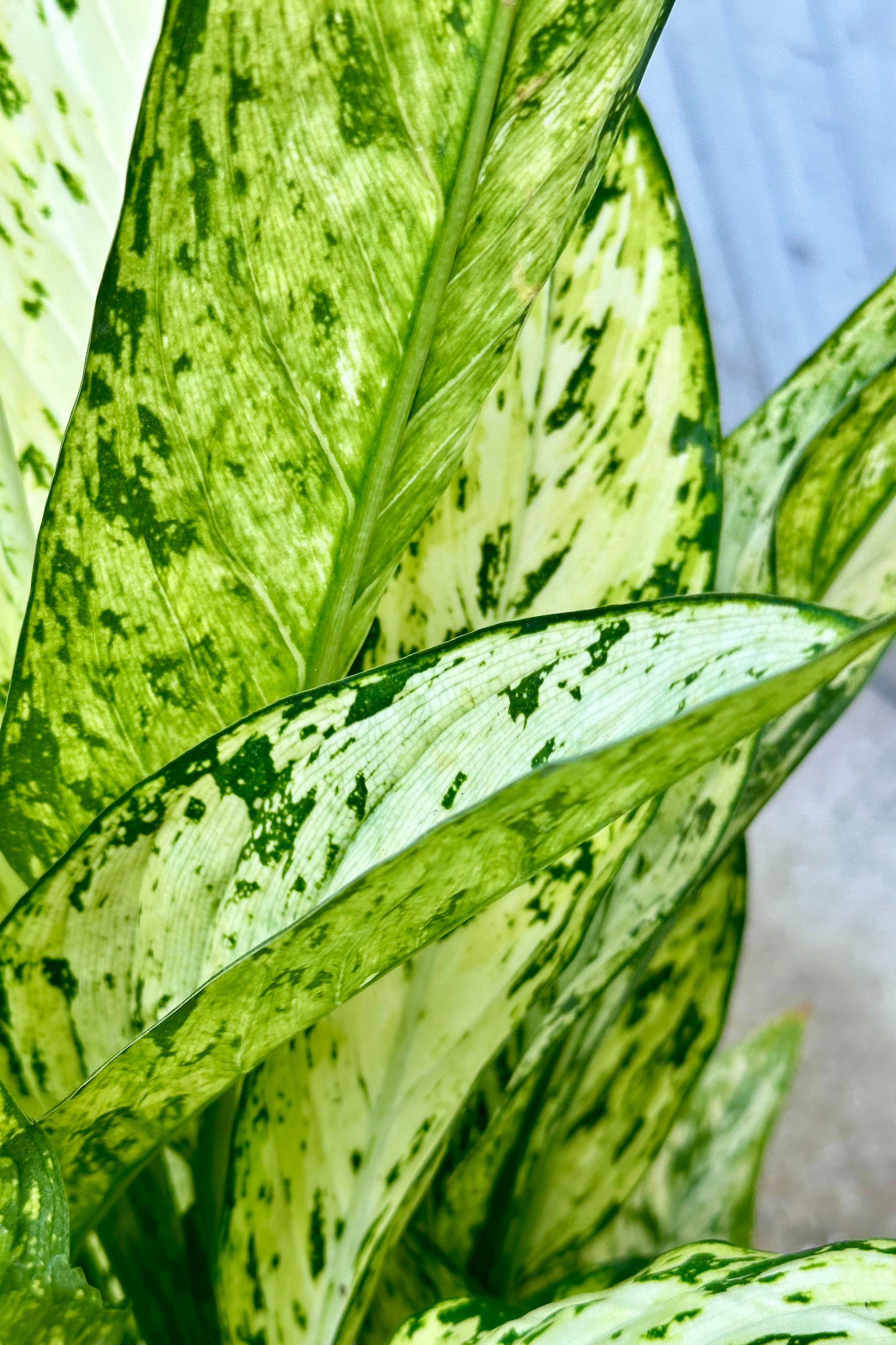 Dieffenbachia 'Vesuvius' 10