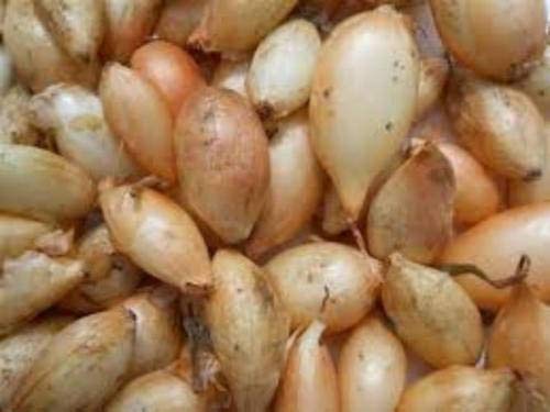 Super Sweet Onion Sets - 12 Ounce Pack (340g) for Cooking, Salads & Home Gardening | Fresh Vegetable Seeds for Planting