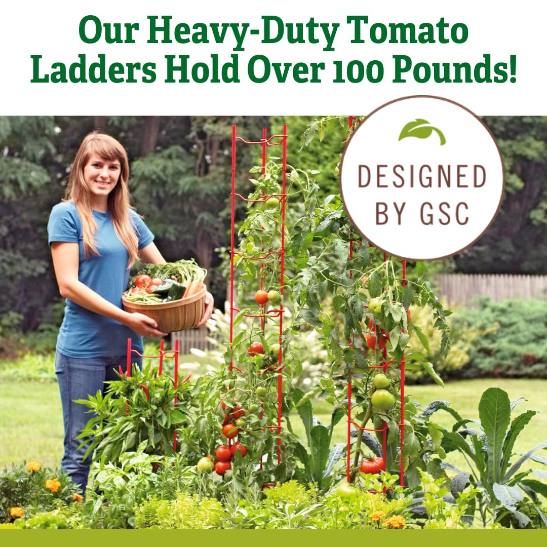 Sturdy Heavy Gauge Tomato Ladders for Garden Plants Support - Set of 3 | No Assembly Needed | Perfect for Tomatoes, Peppers & Climbing Vegetables | Ideal for Home Gardens, Greenhouses & Raised Beds