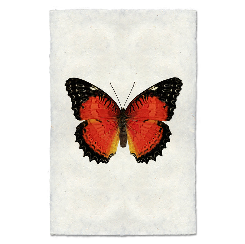 Butterfly #15 Art Print - Vintage Butterfly Wall Decor for Home & Office - Perfect for Living Room, Bedroom & Studio